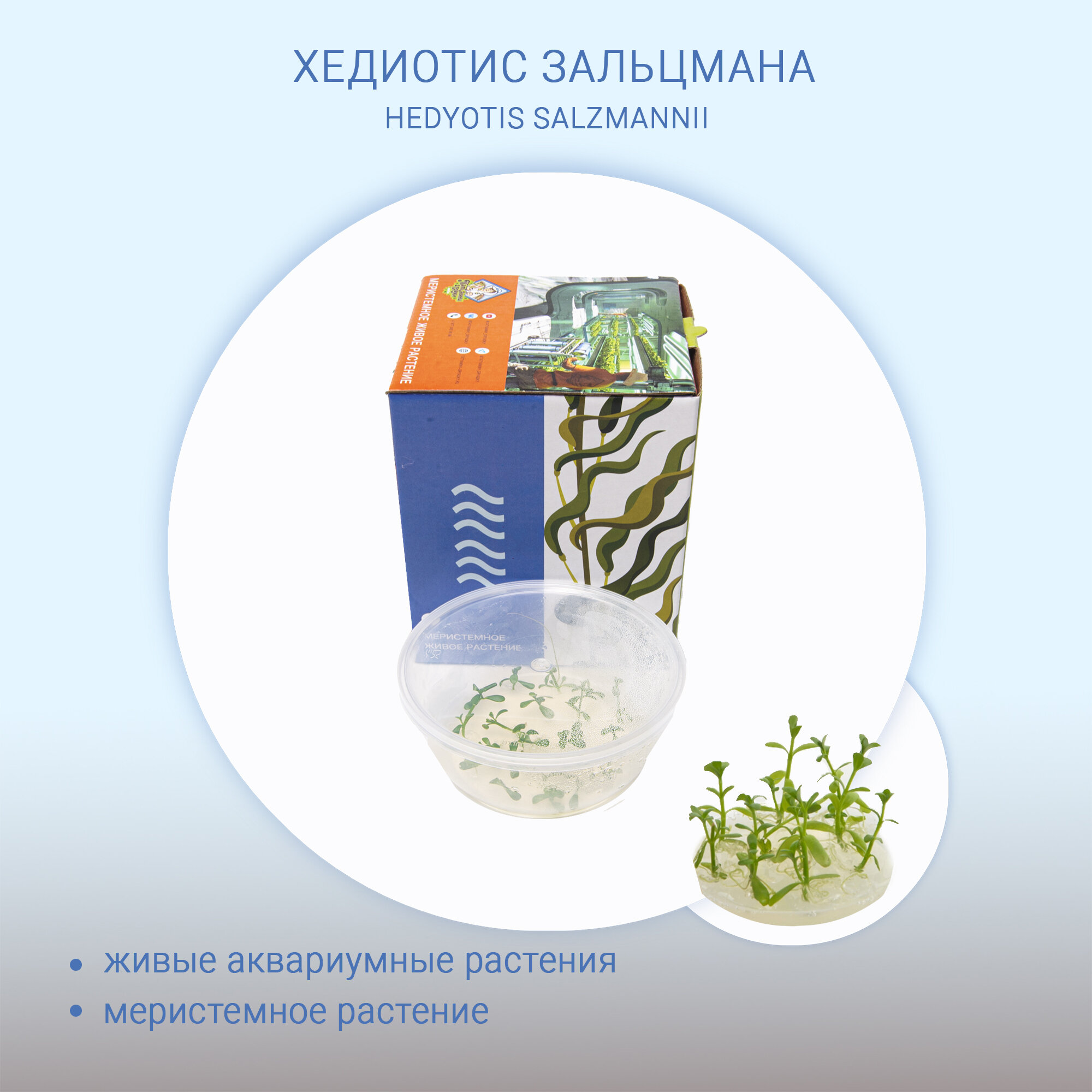 Хедиотис зальцмана (HEDYOTIS SALZMANNII) меристема живые растения in-vitro для аквариума