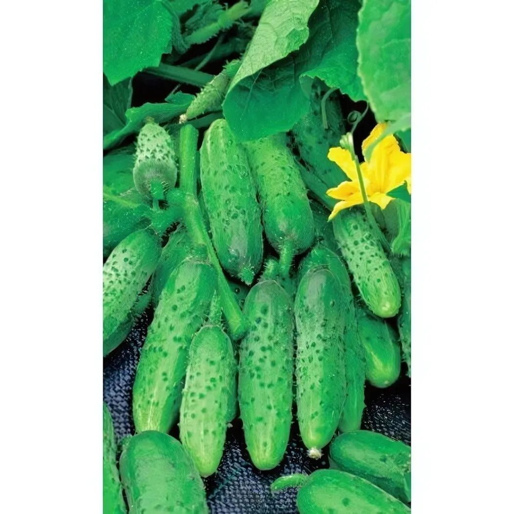 Семена огурца Алтай (Марс), корнишон, для консервирования, 9-13 см