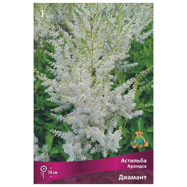 Корни растений астильба Арендса Диамант в капере 1 шт.