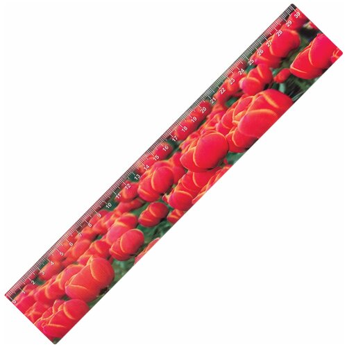 BRAUBERG Линейка Красные тюльпаны 3D 30 см (210590), красный