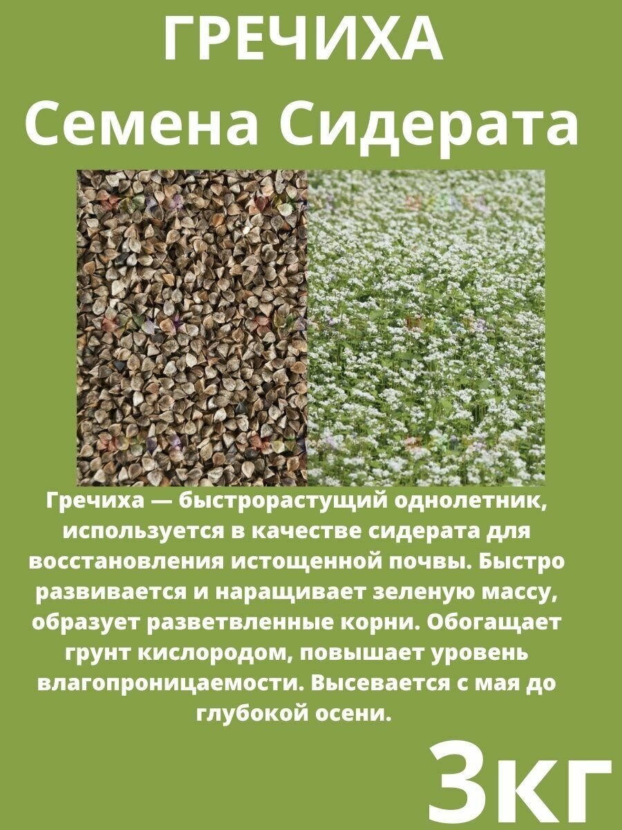 Семена Гречихи 3 кг