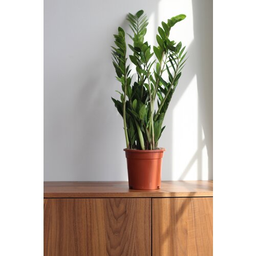 Растение Замиокулькас, 60 см