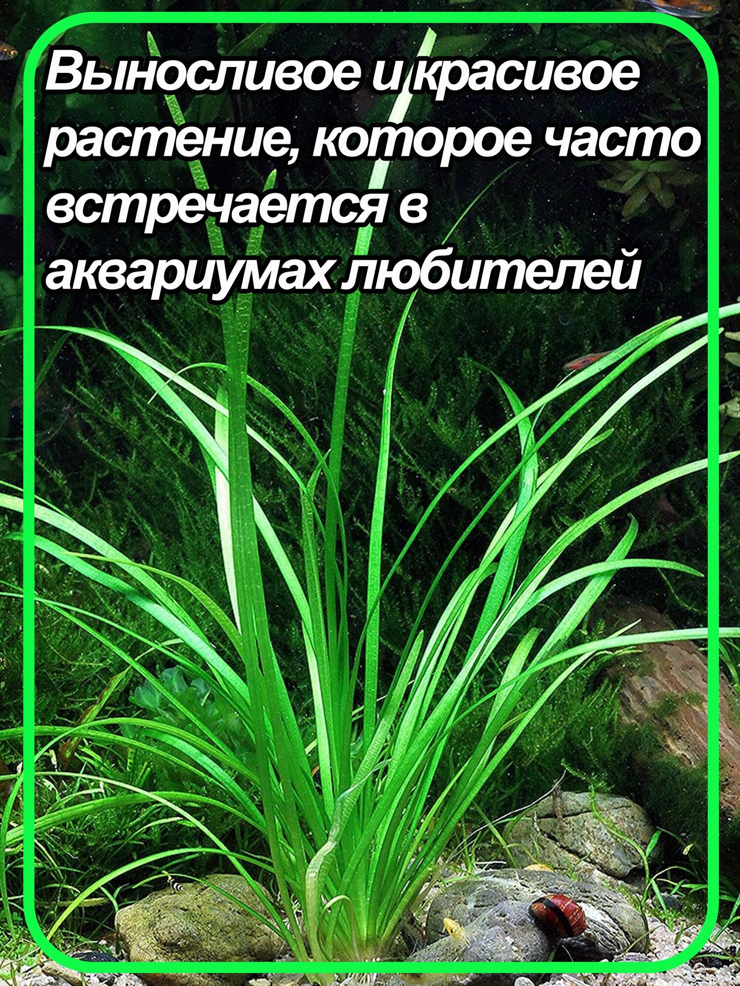 Сагиттария шиловидная (Sagittaria subulata). Живое аквариумное растение. 1 кустик - фотография № 2