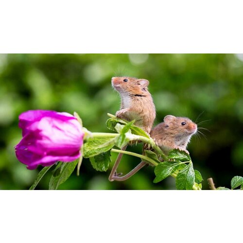 Картина на холсте 60x110 LinxOne "Полевые мыши пара мыши роза" интерьерная для дома / на стену / на кухню / с подрамником