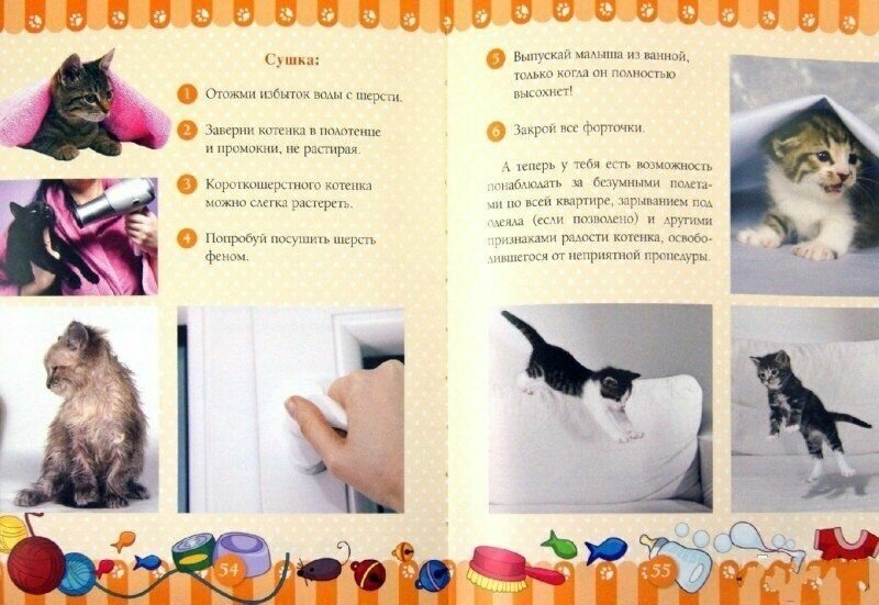 Учусь ухаживать за котенком. Полезные советы по уходу и воспитанию котенка. Почетные грамоты, которыми ты сможешь наградить своего любимца. Забавная игрушка - фото №6