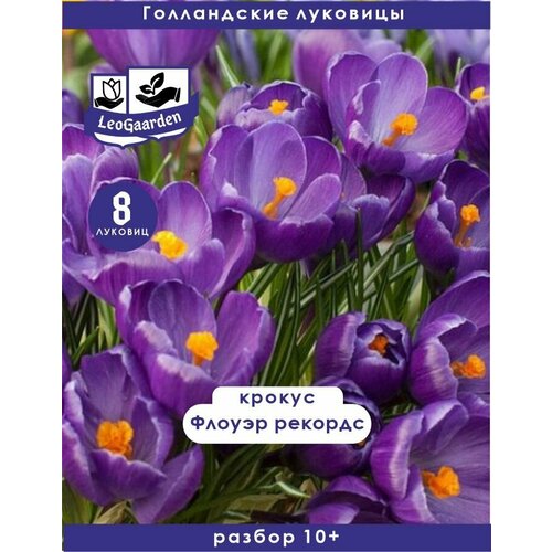 Крокус Луковица, Флоуэр рекордс, 8шт