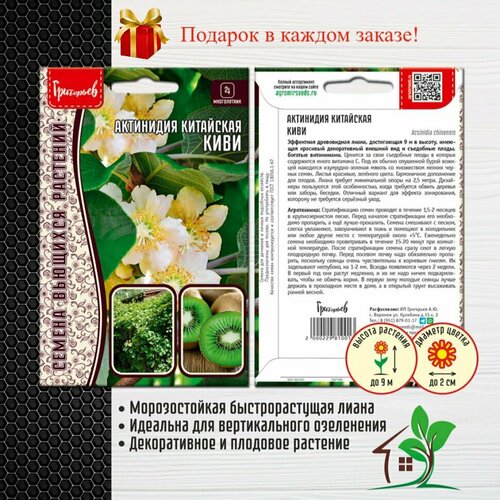 Семена Актинидия китайская Киви (2 упаковки) актинидия мини киви сентябрьская
