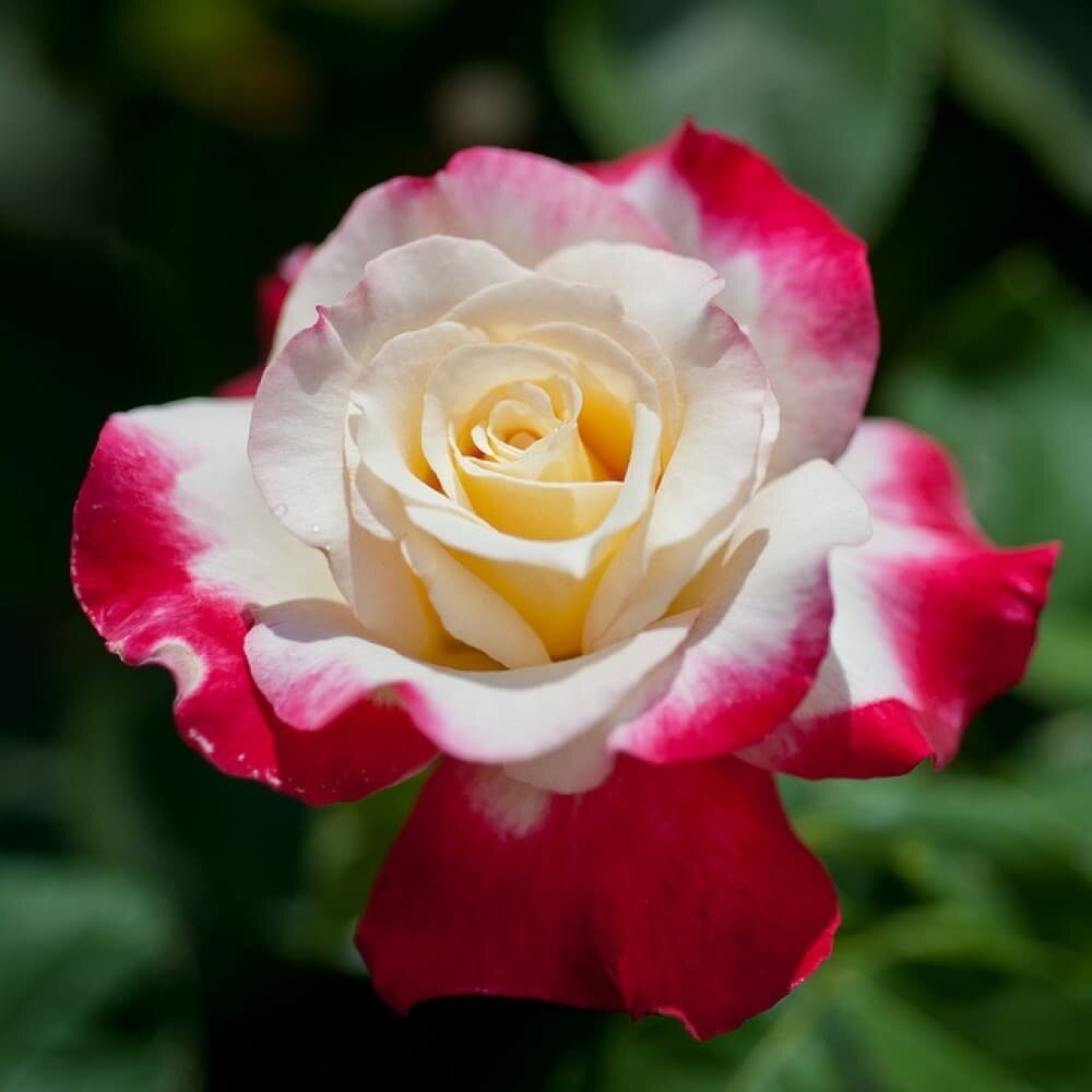 Роза дабл делайт фото и описание Double Delight Rose, Rosa "ANDeli" Hybrid Tea Double delight rose, Hybrid tea ro