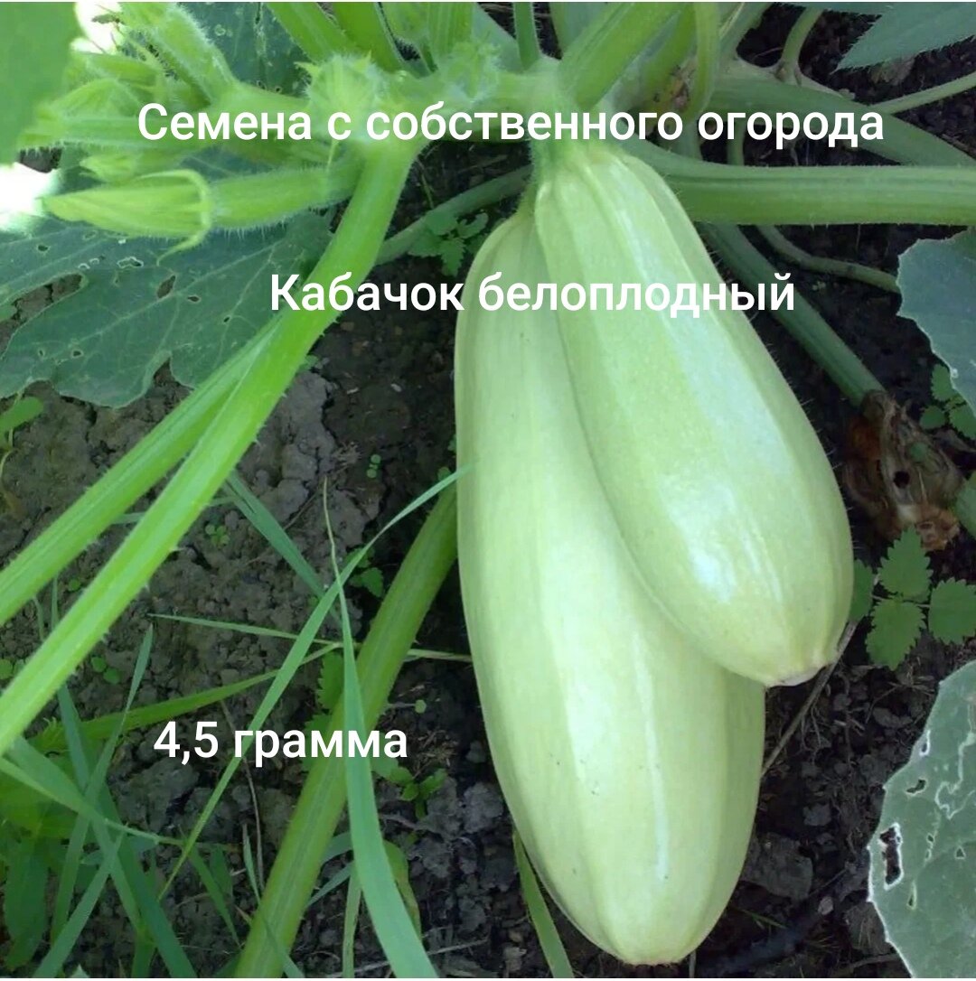 Семена кабачок белоплодный
