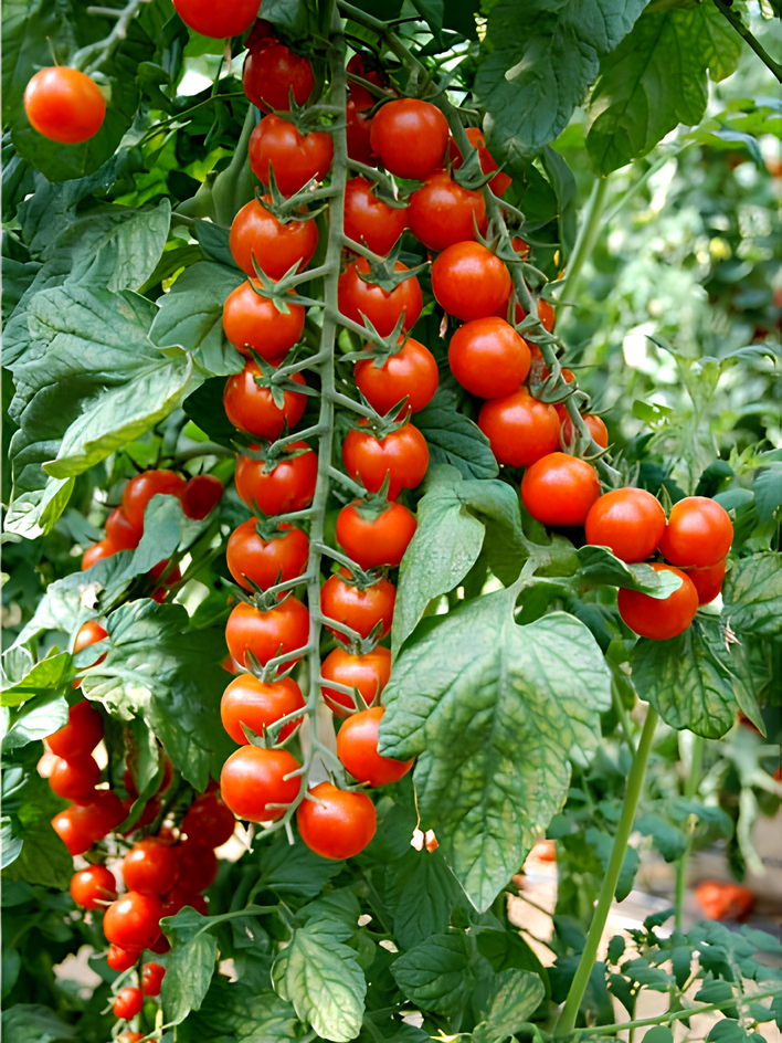 Семена томата Порпора F1 гибридный раннеспелый красный 10 шт