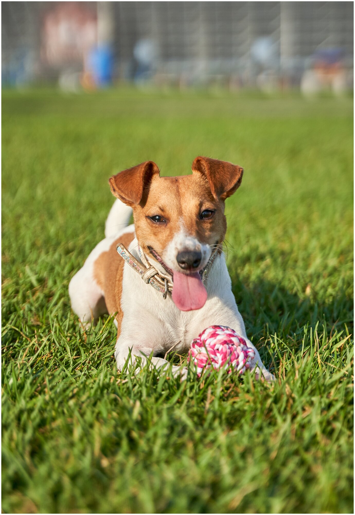 Игрушка для собак плетёный мяч Japan Premium Pet с интригующим ароматом и функцией чистки зубов, вкус клубника, размер SS - фотография № 1