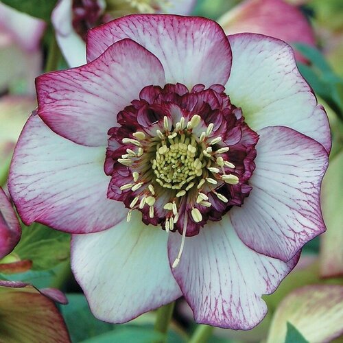 Морозник Helleborus 