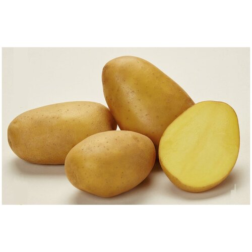 Картофель сорта Джувел в мешке 2 кг, семенной селекционный, со средней развариваемостью, репродукция Супер Элита картофель бронницкий репродукция супер элита 10шт