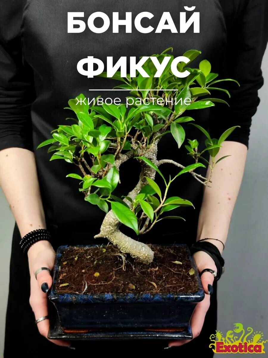 Бонсай Извилистый Фикус (Ficus Microcarpa) в керамическом кашпо домашний цветок