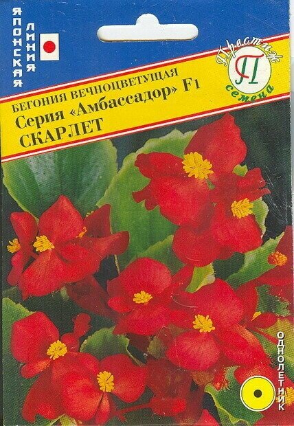 Бегония Амбассадор Скарлет F1 Однолетник. Прекрасная серия бегонии. Начинает очень рано цвести. Растение компактное высотой 20 см