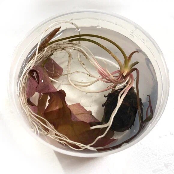 Нимфея красная (кувшинка) (1 клубень) - Nymphaea rubra bulb. - фотография № 4