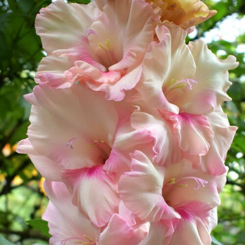 Гладиолус Подмосковье экстра 3 шт луковиц в упаковке 595₽