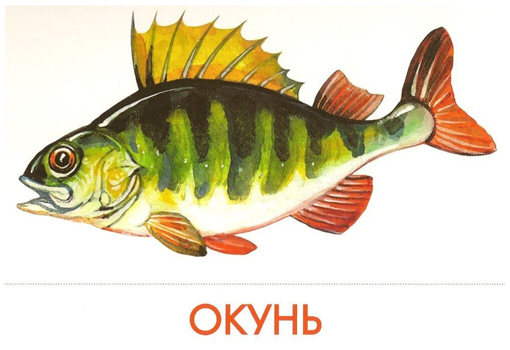 Дидактические карточки "Речные рыбы" - фото №4