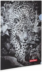Папка-уголок Brauberg "Leopard", А4, 150 мкм, цветная печать (228040)