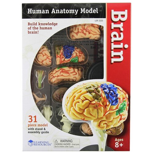 Набор Learning Resources Human Anatomy Model Brain, 1 эксперимент 30cm human skull model musculoskeletal anatomy art painting sculpture teaching medical reference model