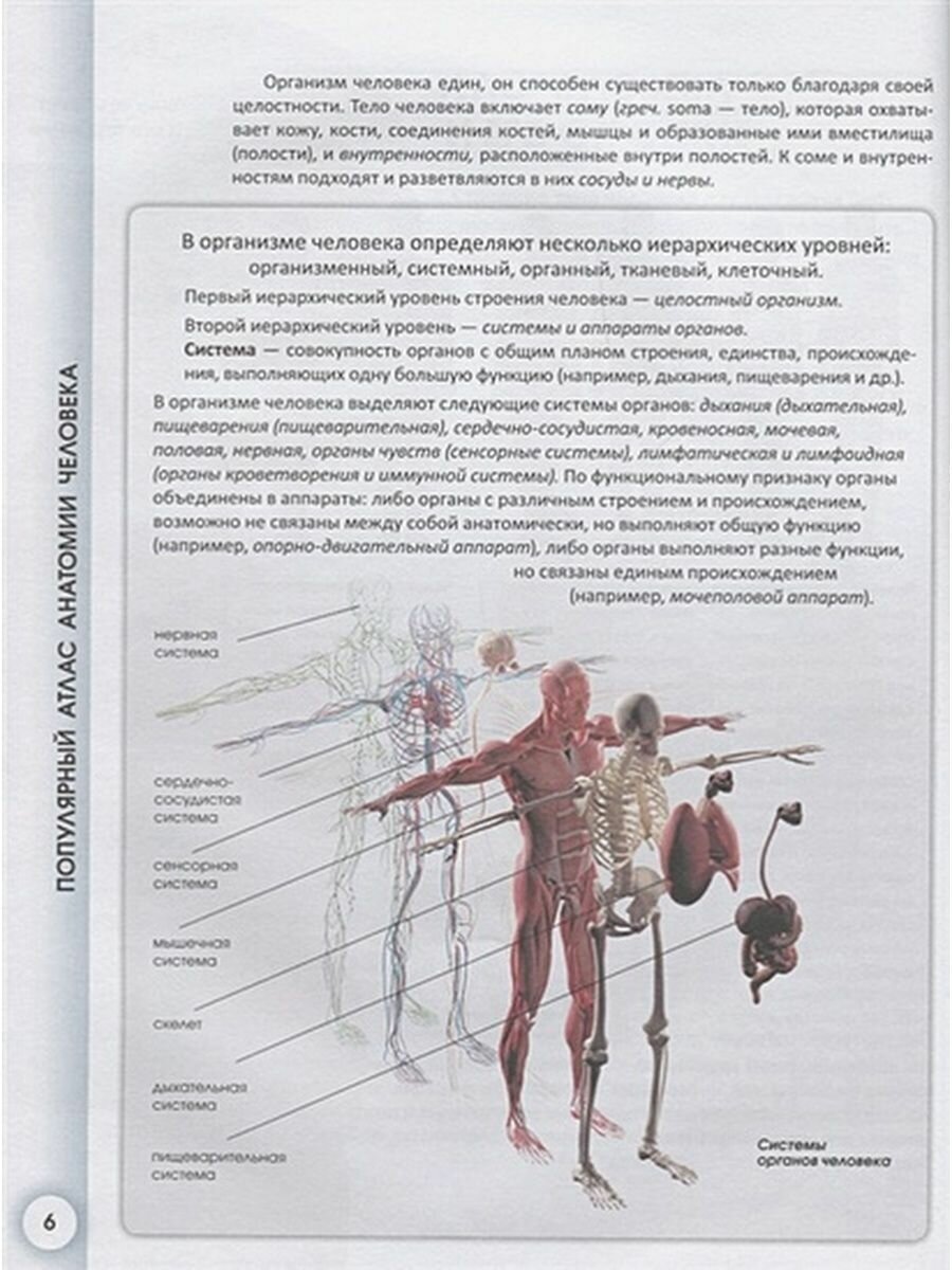 Популярный атлас анатомии человека - фото №10