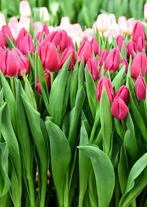 Луковицы тюльпана Pink Ardour (5шт.) - фотография № 3
