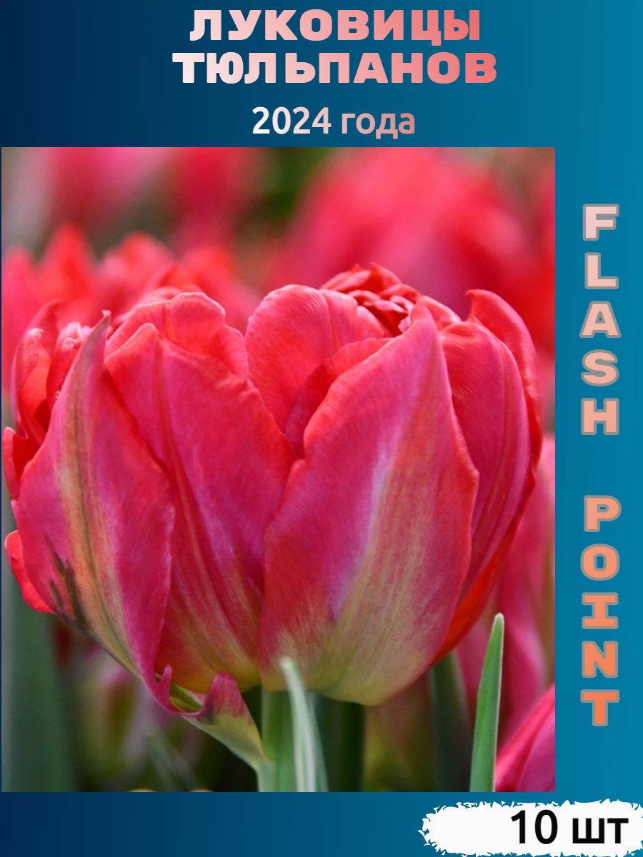 Луковицы тюльпана Flash point (10 шт)