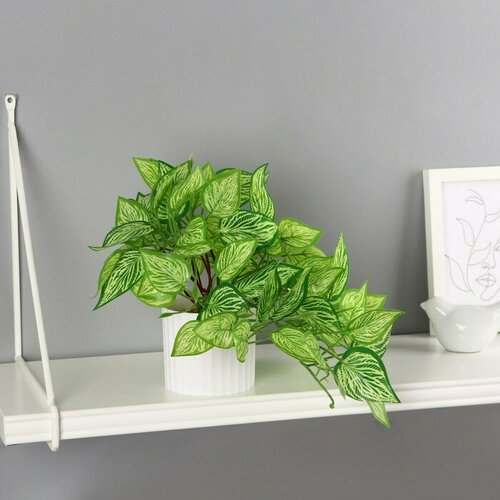 Бонсай в горшке Диффенбахия элегант 9х19 см зелёный 712₽