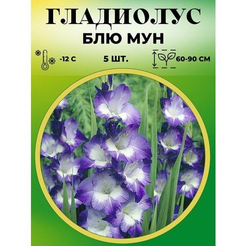 Гладиолус крупноцветковый Блю Мун 5 штук