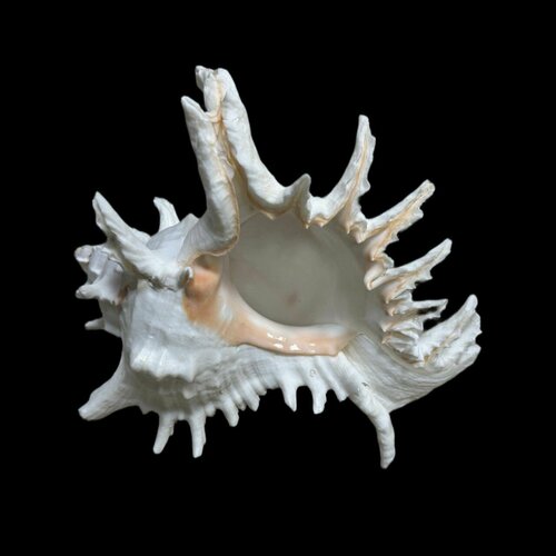 Ракушка морская Чихориус Рамосус, 25 см