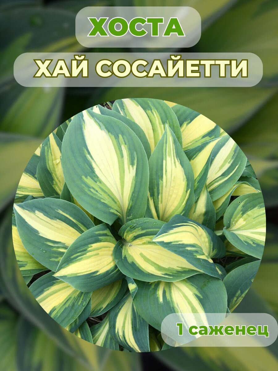 Хоста саженцы, хоста гибридная 1 штука