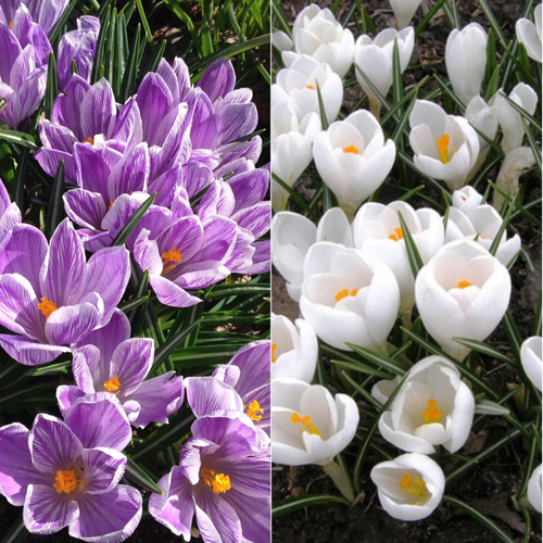 Луковицы Крокус Кинг Оф Зе Стрипед 10 шт \ Луковицы Крокус Жанна Д'арк 10 шт ( 20 шт )