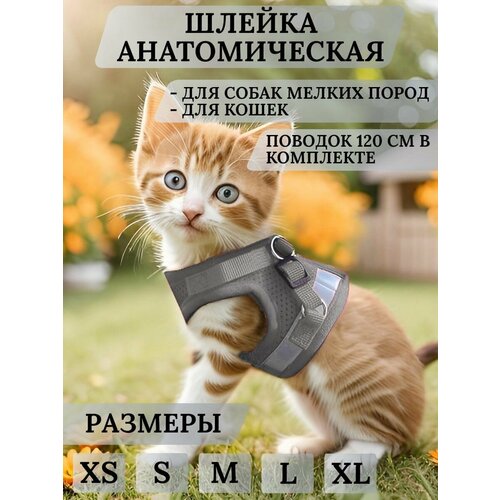 фото Шлейка для собак мелких пород и кошек с поводком mirestra, серая, размер xs