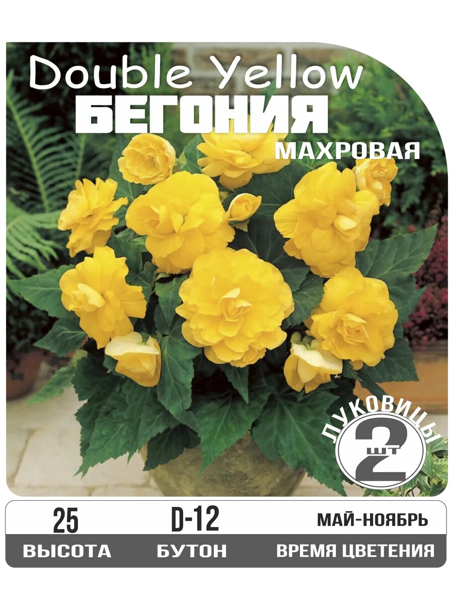 Бегония махровая Еллоу луковица 2шт.