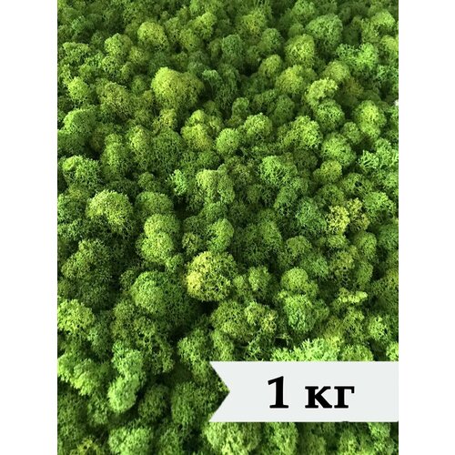 Стабилизированный мох ягель 1 кг натуральный зеленый / мох для декора, дизайна, рукоделия