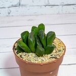 Haworthia maughanii x truncata - изображение