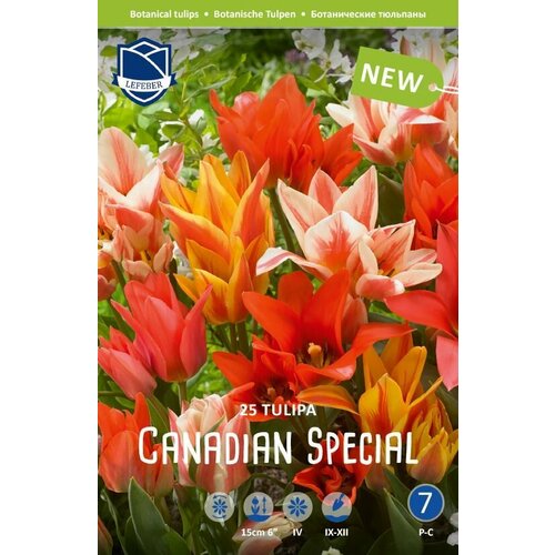 Тюльпан Канадиан Спешл(Canadian Special), 25 шт