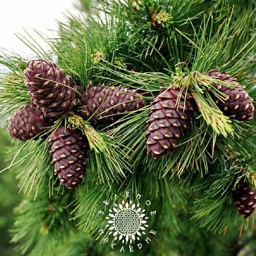 Семена Сибирский кедр - Сосна сибирская лат Pinus sibirica 25шт 318₽
