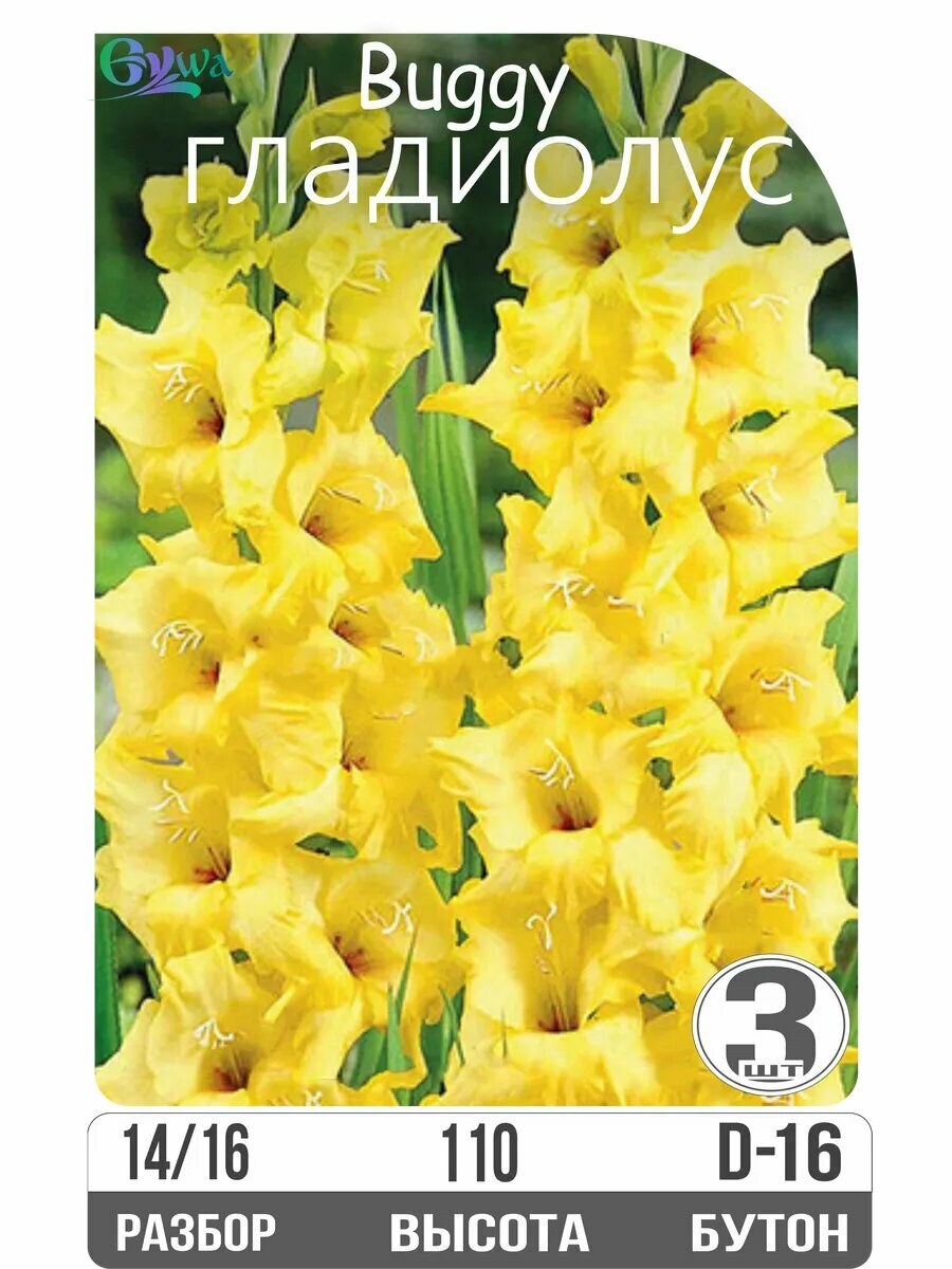 Луковицы гладиолуса 