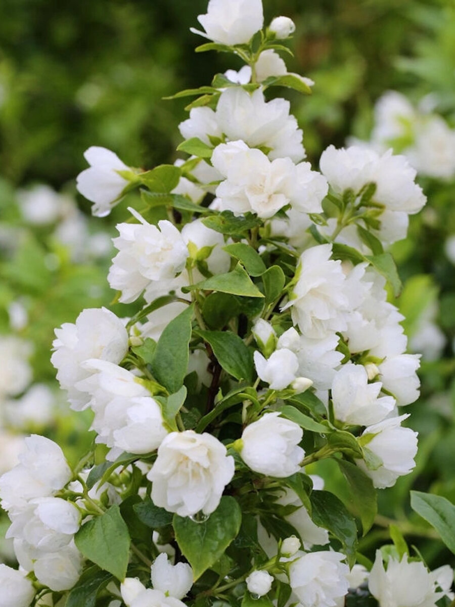 Жасмин (чубушник) Сноубель (Philadelphus coronarius Snowbelle) / ароматный