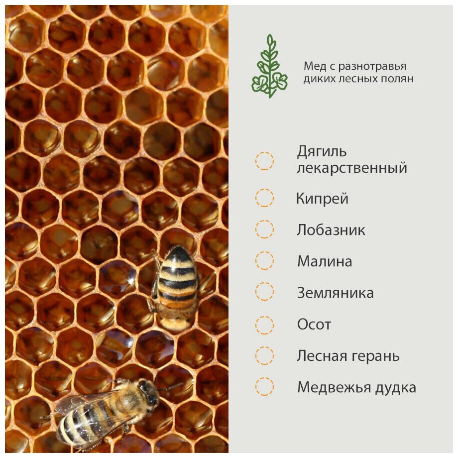 Живой таёжный дикий мёд с сотами, натуральный и фермерский эко продукт для правильного питания - фотография № 2