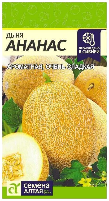 Дыня Ананас Семена Алтая