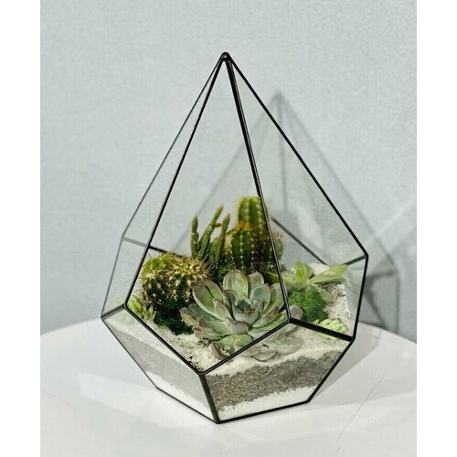 Флорариум Пирамида / Комнатное растение в вазе