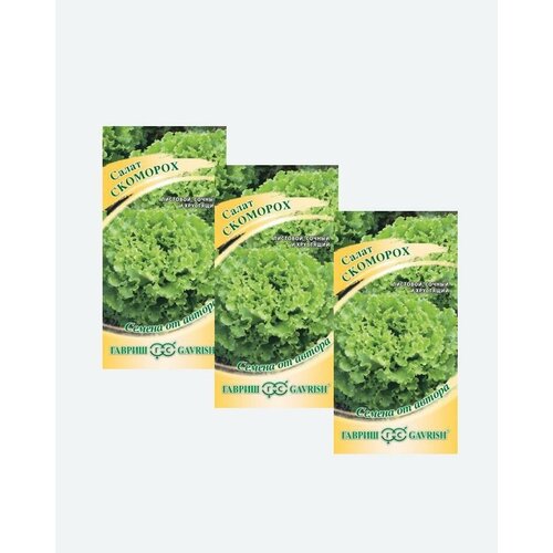 Семена Салат листовой Скоморох, 1,0г, Гавриш, Семена от автора(3 упаковки) семена салат скоморох