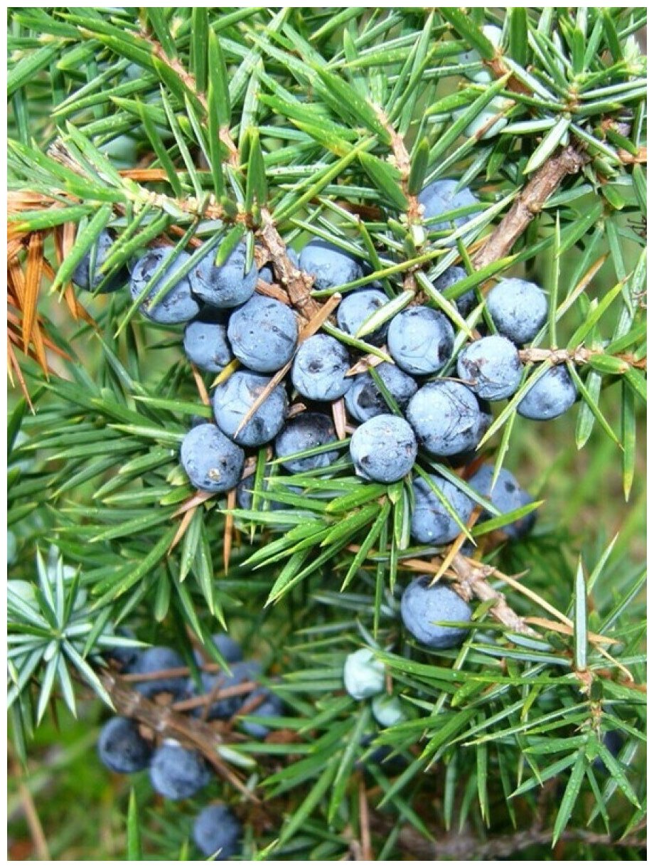 Семена Можжевельник обыкновенный (Juniperus communis) 90 штук