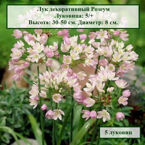 Лук декоративный Розеум (5 луковиц)