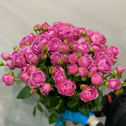 Изображение товара Букет живых "Пионовидных роз Мисти Баблс" Misty Bubbles - 15 шт