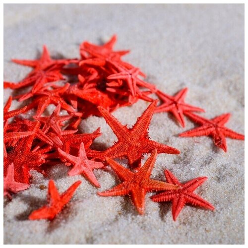 Набор натуральных морских звезд 15-2 см 20 шт 750₽