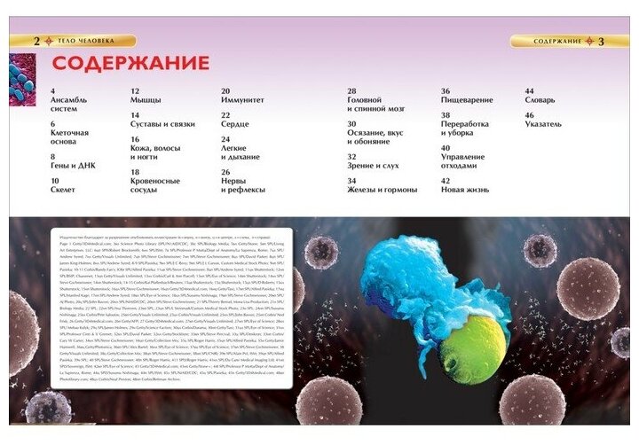 Смит М. "Тело человека. Детская энциклопедия" - фотография № 11