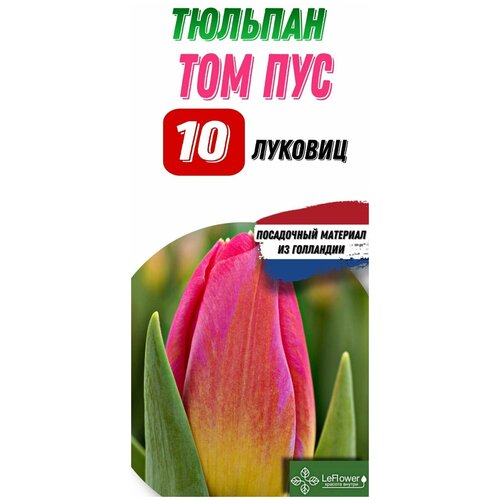 Тюльпан Луковица, Том Пус, 10шт